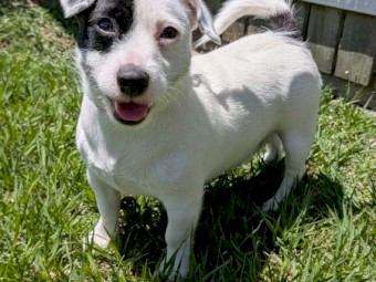 Female Jack Russell Terrier