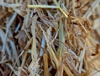 27mt Oaten Hay 540kg 8x4x3 Bales