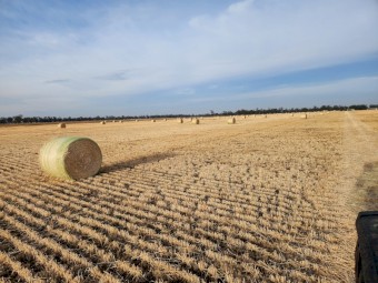 500 x Barley Straw Round Bales