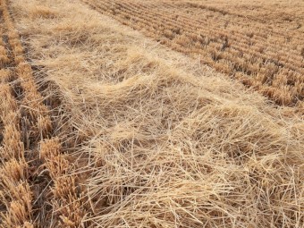 500 x Barley Straw Round Bales