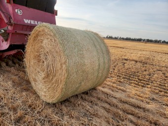 500 x Barley Straw Round Bales