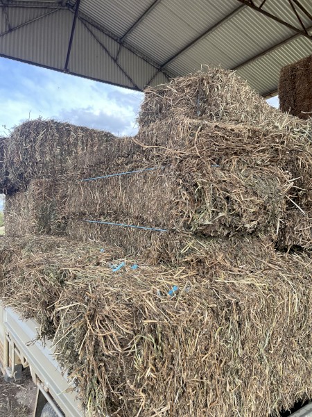 Vetch Hay Small Square Bales