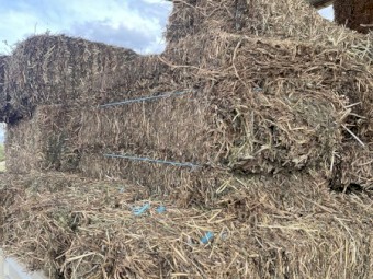 Vetch Hay Small Square Bales
