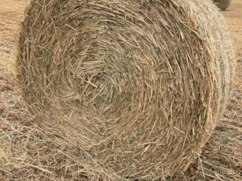 150 x Oaten Hay 5x4 Round Bales