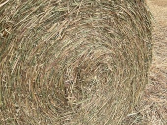 150 x Oaten Hay 5x4 Round Bales