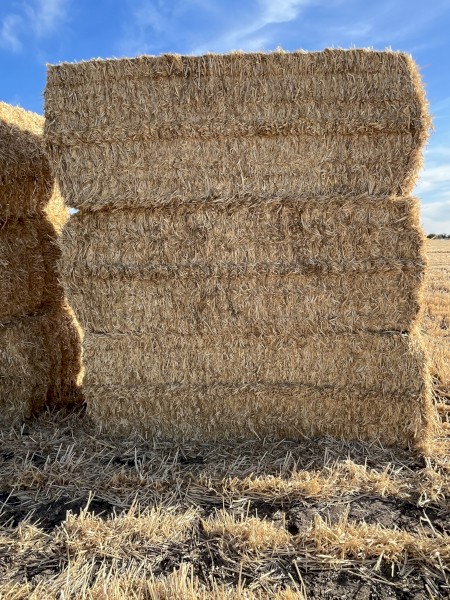 500 x Barley Straw 400kg 8x4x3 Bales