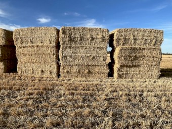 500 x Barley Straw 400kg 8x4x3 Bales