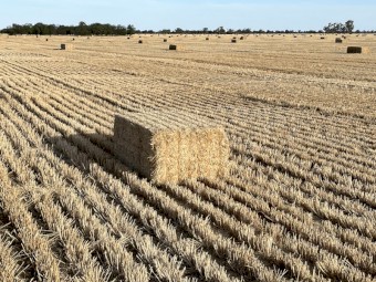 500 x Barley Straw 400kg 8x4x3 Bales