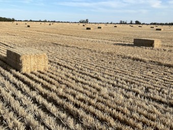 500 x Barley Straw 400kg 8x4x3 Bales
