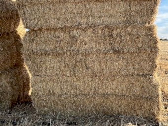 500 x Barley Straw 400kg 8x4x3 Bales