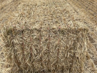 600mt Wheaten Hay 8x4x3 Bales