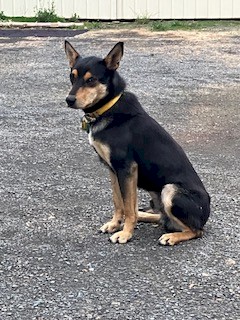 Black and Tan Sheep and Cattle Dog