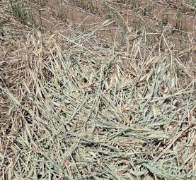 103mt Wheaten Hay 715kg 8x4x3 Bales