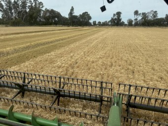 275mt Barley Straw 500kg 8x4x3 Bales