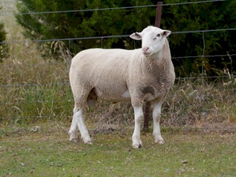 Quality White Suffolk Rams