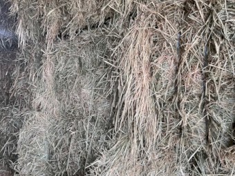 29mt Wheaten Hay 8x4x3 Bales