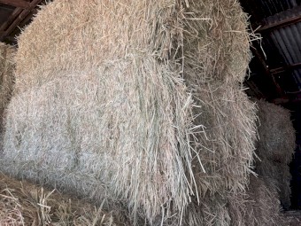 29mt Wheaten Hay 8x4x3 Bales
