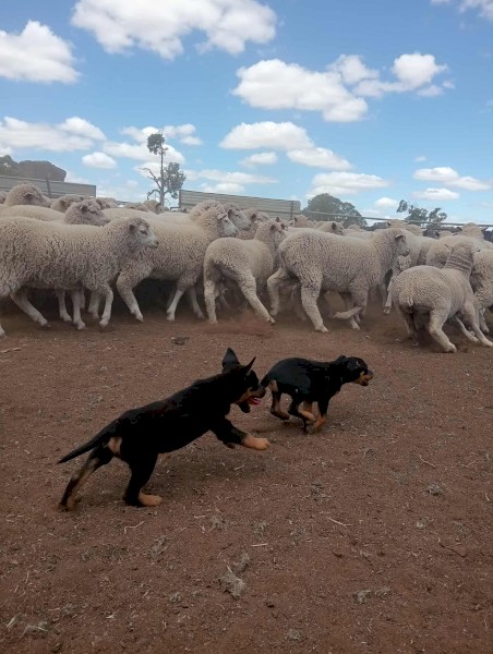 Kelpie pups