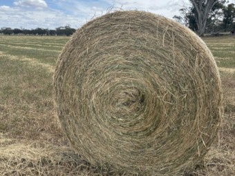 Pasture Hay 