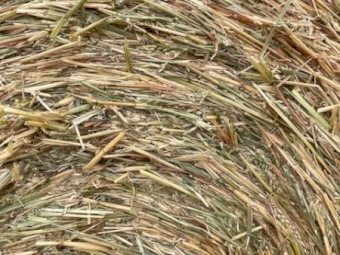 Wheaten Hay 5x4 Round Rolls