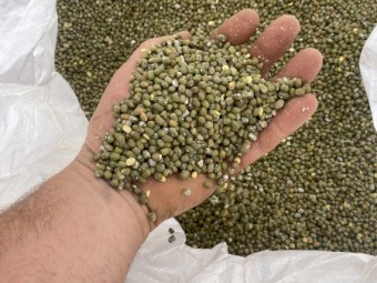 3mt Mung Bean Seed