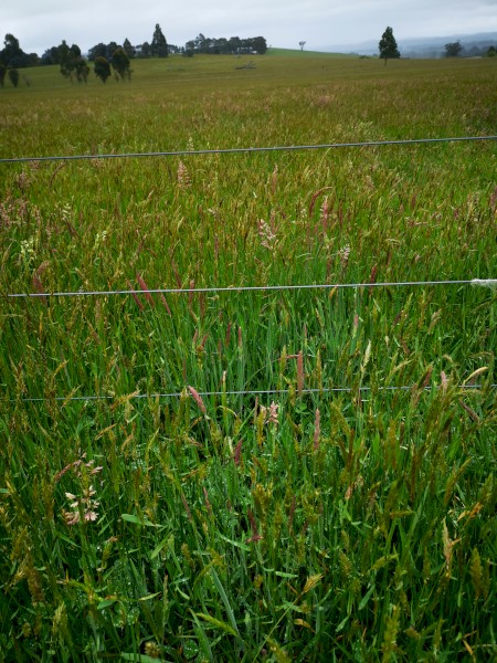 50 acres Standing Ryegrass for sale