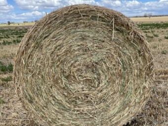 250 x Oaten Hay 5x4 Rounds