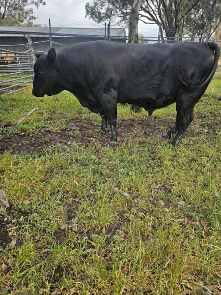 Angus Bull