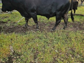 Angus Bull