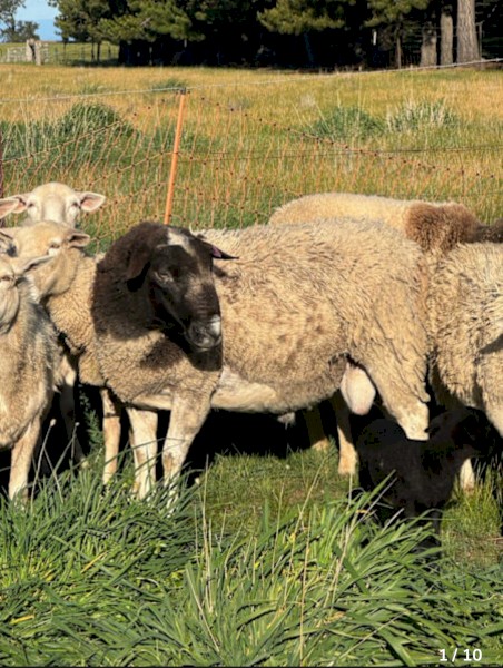 Dorper Ram and Aussie White Ewes and Lambs