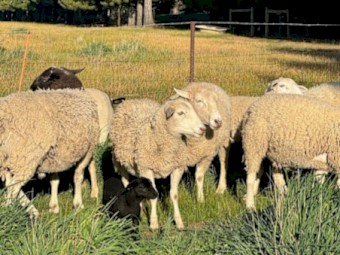 Dorper Ram and Aussie White Ewes and Lambs
