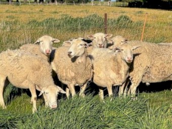 Dorper Ram and Aussie White Ewes and Lambs