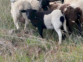 Dorper Ram and Aussie White Ewes and Lambs