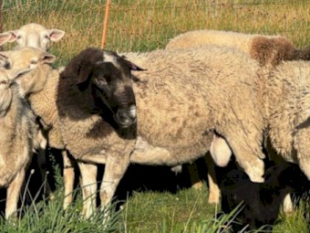 Dorper Ram and Aussie White Ewes and Lambs