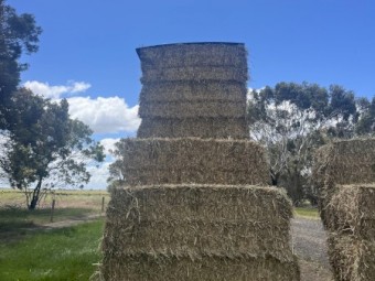 Wheaten Hay 8x4x3 Bales