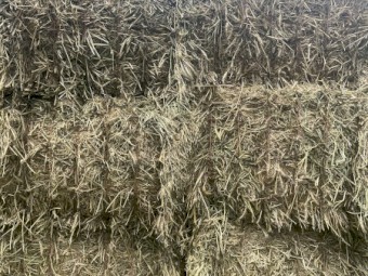 Wheaten Hay 8x4x3 Bales