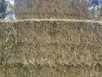 Wheaten Hay 8x4x3 Bales