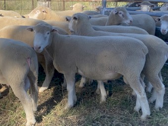 Poll Dorset Rams