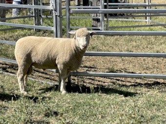 Poll Dorset Rams