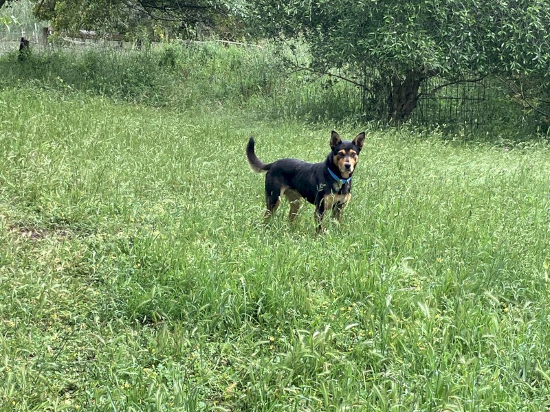 Male Kelpie 4yrs old