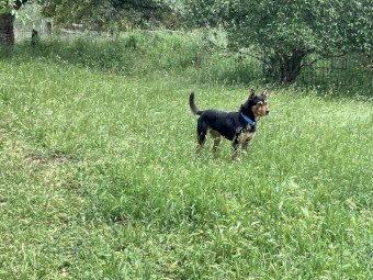 Male Kelpie 4yrs old