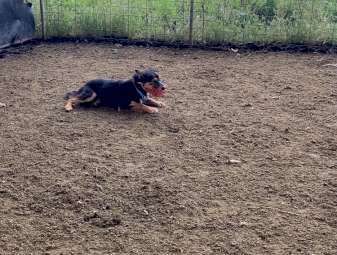 Male Kelpie 4yrs old