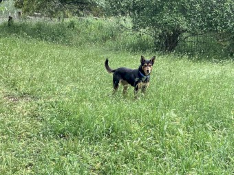 Male Kelpie 4yrs old
