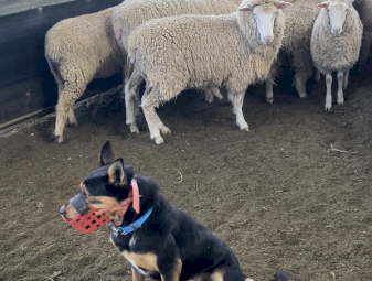 Male Kelpie 4yrs old