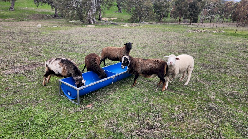 Dorper Wethers/Rams