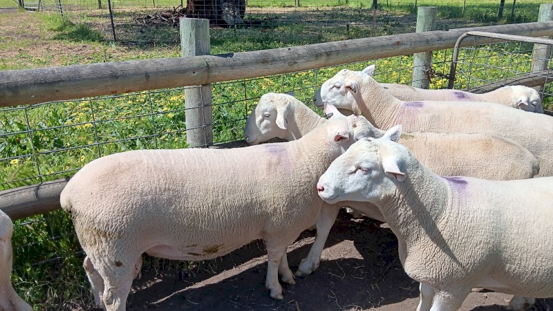 4 x White Suffolk Rams