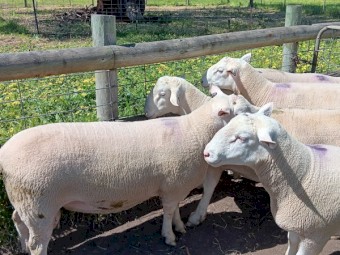 4 x White Suffolk Rams