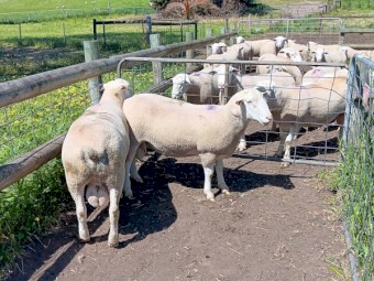 4 x White Suffolk Rams