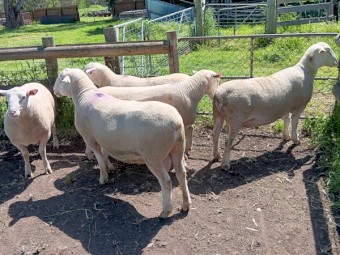 4 x White Suffolk Rams