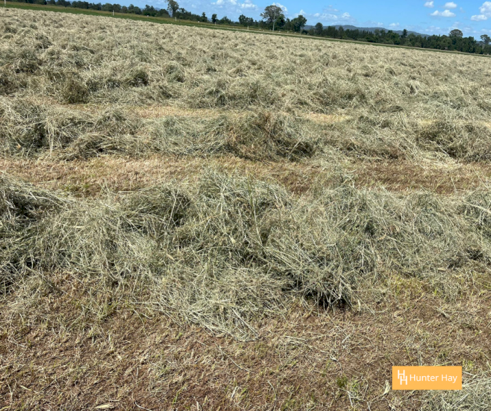 300 x Grassy Lucerne 4x4 Round Bales